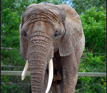 Elephants leave Toronto Zoo for greener pastures