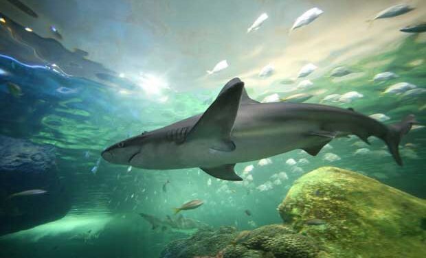 Toronto’s first aquarium brings controversy a day before opening