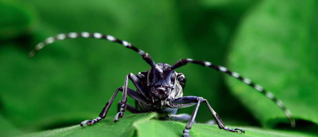 Emerald Ash Borer, Asian Long-Horned Beetle spark concerns