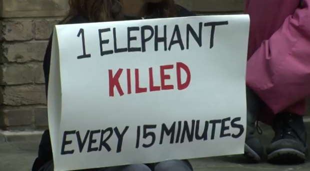 International March for Elephants takes over Toronto