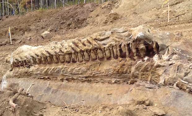 Dinosaur fossil excavation in Alberta almost complete