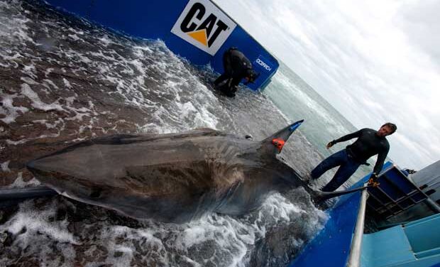 Great white shark tracked to Great White North