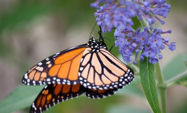 Help save the population of monarch butterflies