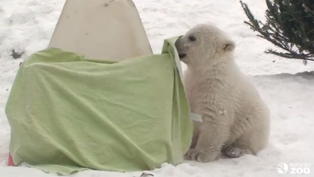 Video: Toronto Zoo polar bear unveils his new name