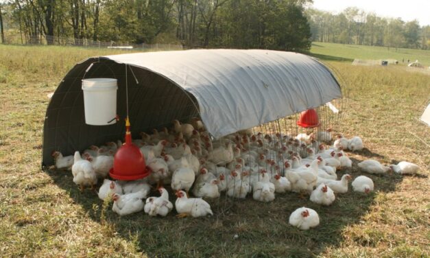 Council approves chicken pilot project