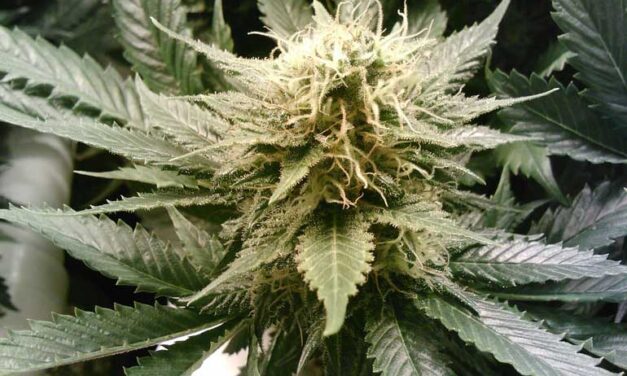 Legalize cannabis says CAMH