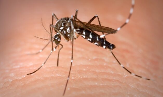 Chikungunya Virus swarms the Caribbean