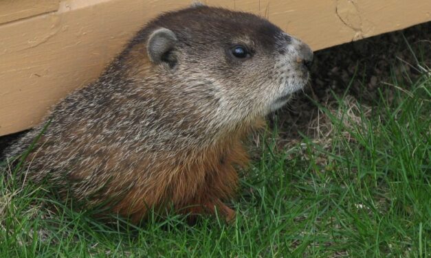Groundhog Day not fun for groundhogs critics say