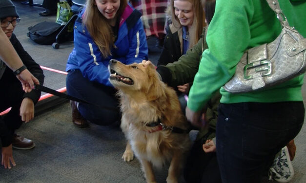 Therapy dogs come to Humber North library