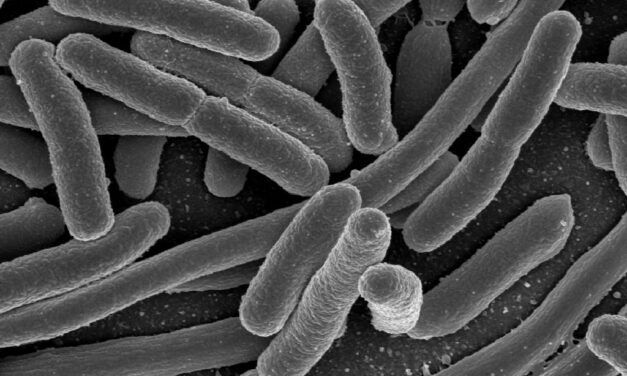 Canada lacks strategy for drug resistant bacteria