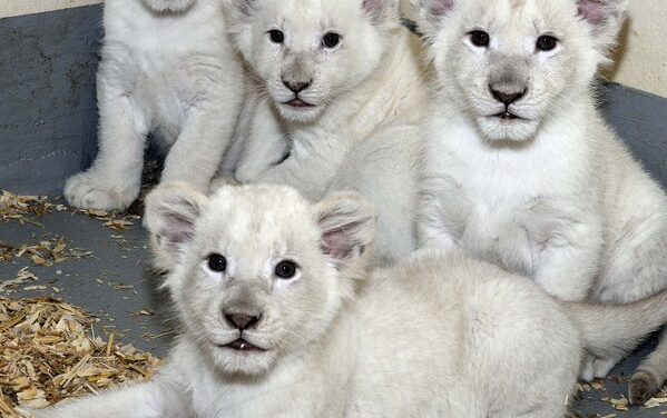 Toronto Zoo white lion cubs get first check-up