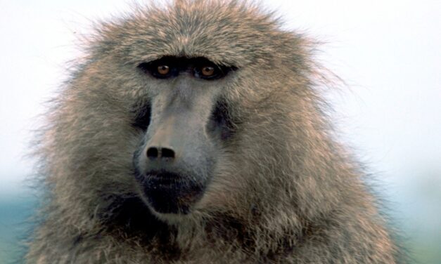 Baboon cease fire at Toronto Zoo