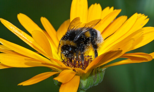 Is Toronto to Bee or not to Bee city of pollination?