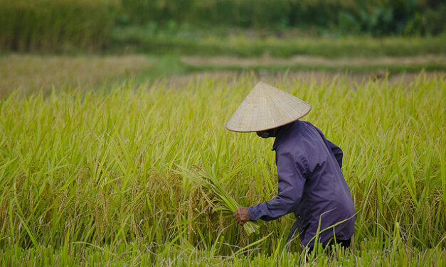 NPG study reveals global rice production increasing methane and nitrous oxide gasses