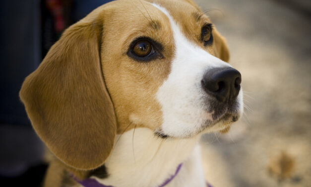 Health Canada to end required pesticide testing on beagles