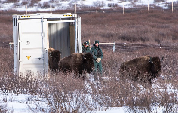 Wild bison reintroduced in Banff National Park after 100 years