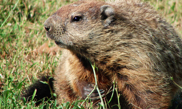 A closer look at Groundhog Day