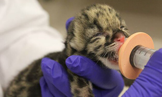 Leopard cubs’ health a priority amidst zoo strike