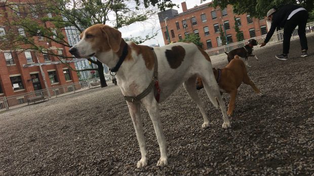 Toronto aims to make future condo buildings more pet-friendly