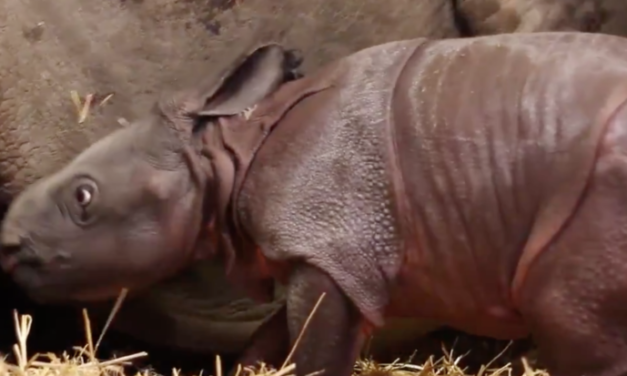 Rhino calf becomes first animal born at Toronto Zoo in 2018