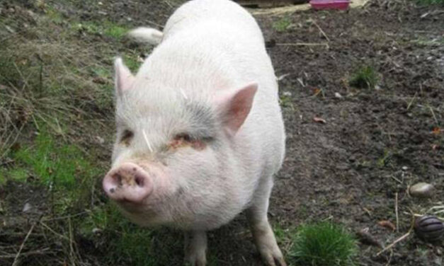 Justice sought for Molly, the rescued pig killed by owners