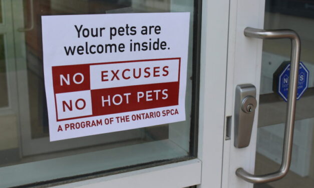 Ontario SPCA promotes #nohotpets campaign ahead of hot summer