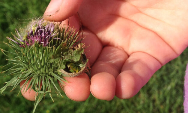 Bio-inspired gadgets help scientists to imitate nature