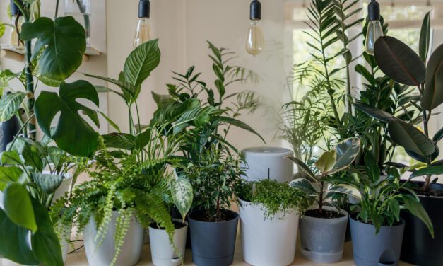 OPINION: Houseplants are much more than trendy decor