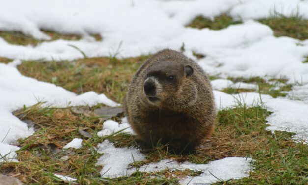 Wiarton Willie’s early spring prediction may not be accurate, experts say