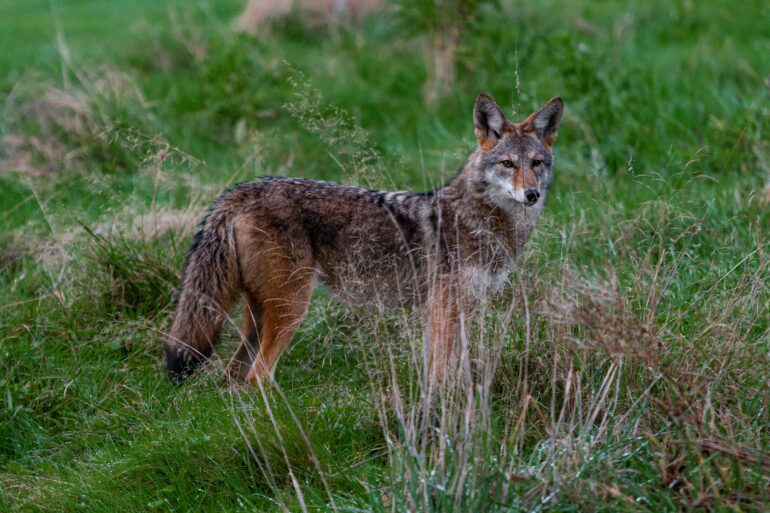 A coyote stands in the middle of a green grassy park. Part of it is obscured by the brown grass in front of it. It's head is turned to stare at the camera.
