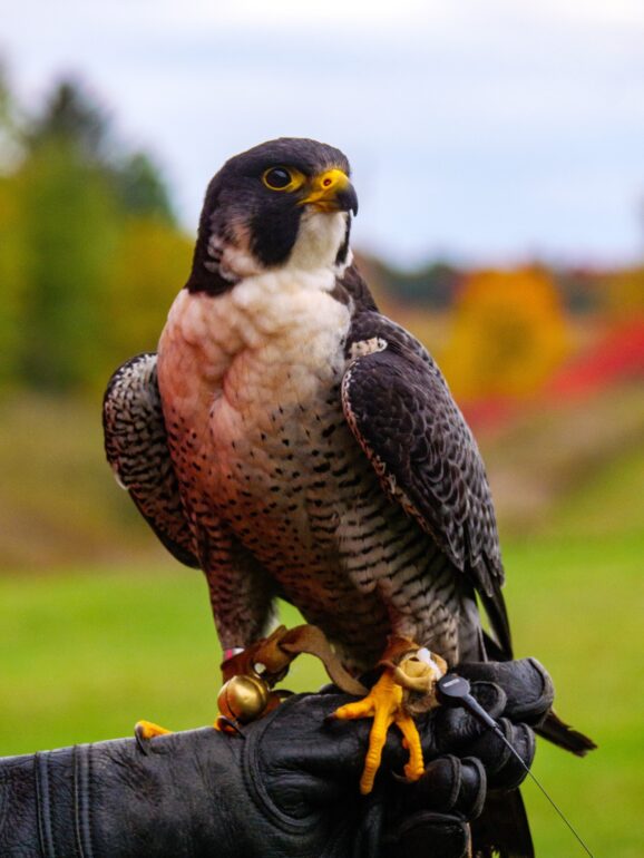 A peregrine falcon perches on a black gloved hand. It's head is turned to the right. There are cords around it's feet with a bell attached. In the background is a field and trees.