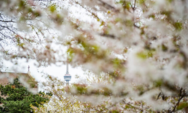 Canadian weather ‘stunts’ Cherry blossom bloom across the GTA