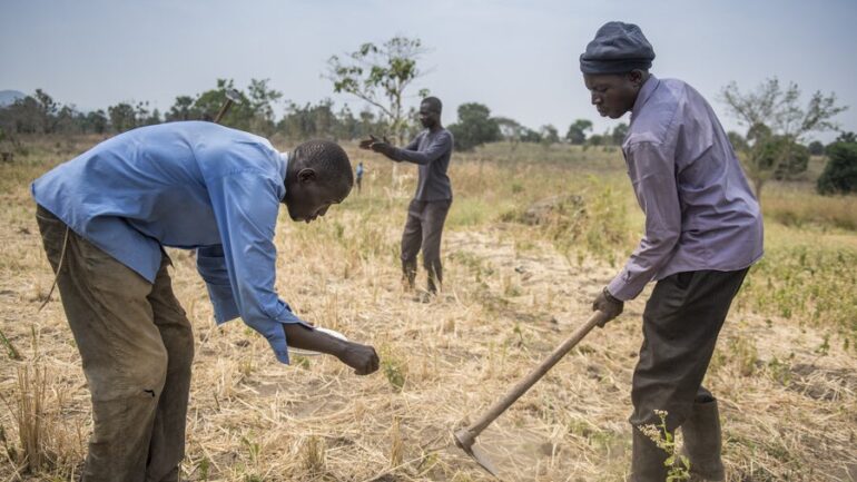 Sustainable farming practices are among the initiatives currently undertaken across Africa's Horn and the Sahel Region to counteract the current food insecurity crisis by increasing food accessibility and opening job opportunities in communities over hunger hotspots.