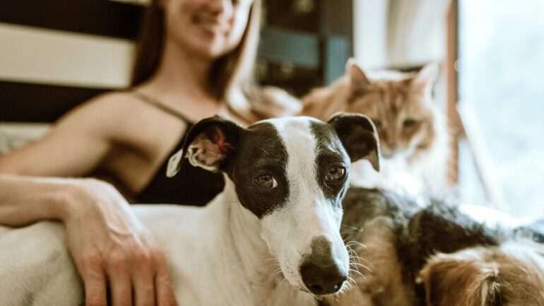 A woman sits with her dogs and cat on her bed. Animal care has gotten more expensive here in Ontario. According to the Ontario Veterinary Medical Association, the annual average cost of caring for a dog is approximately $3,724 and for cats, it is approximately $2,542.