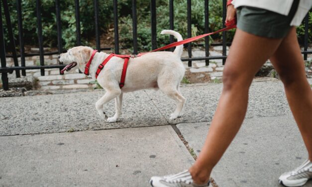 City of Toronto temporarily cuts dog adoption fees