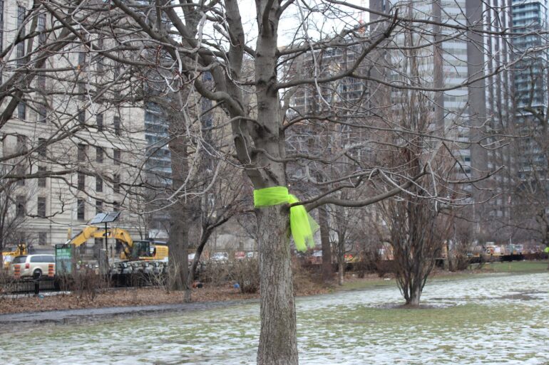 Trees marked for destruction within Osgoode Park.