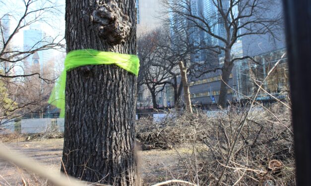 Fight to save Osgoode Hall trees continues in battle over new subway line