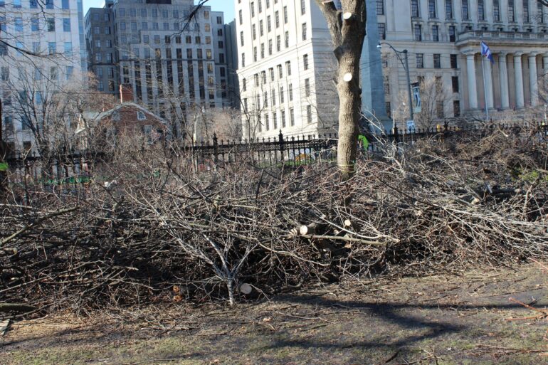 Aftermath of destroyed trees laying within Osgoode Garden.