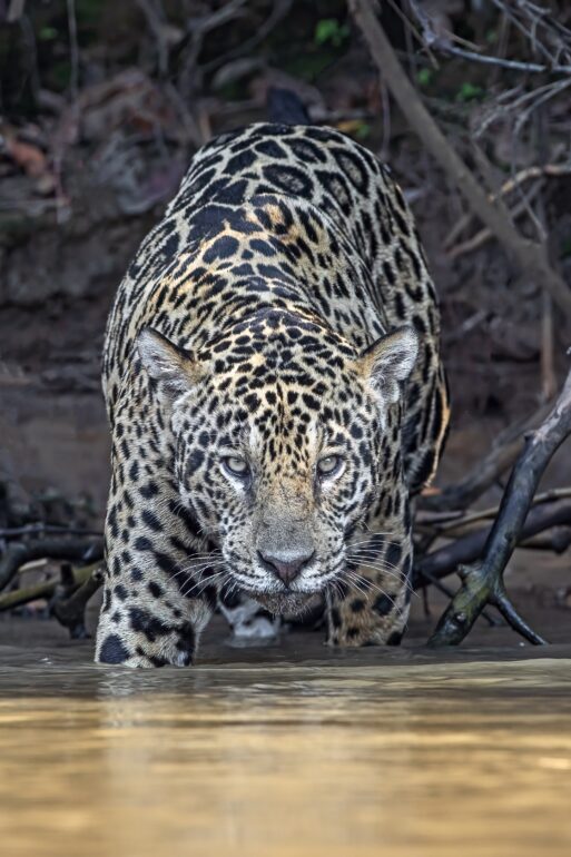 A jaguar in the Peruvian Amazon, one of the few places where this endangered animal lives.