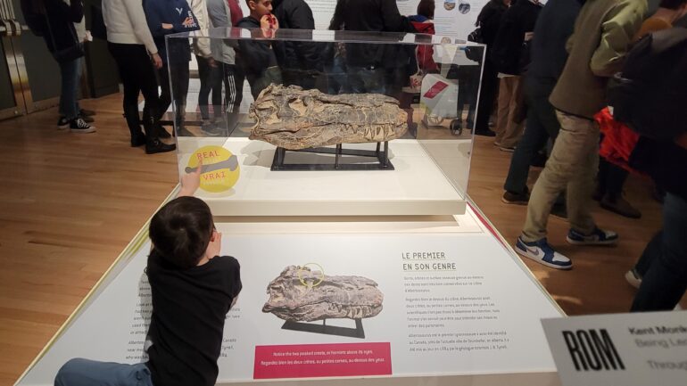 A kid looks at a real fossil of an Albertosaurus at ROM.