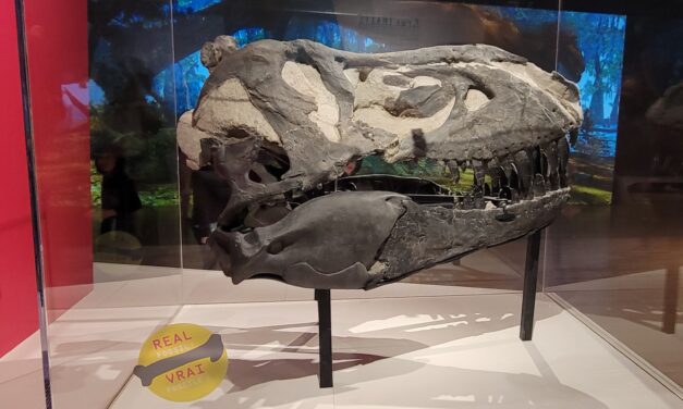 First real T. rex fossil to be shown in Toronto part of ROM new exposition