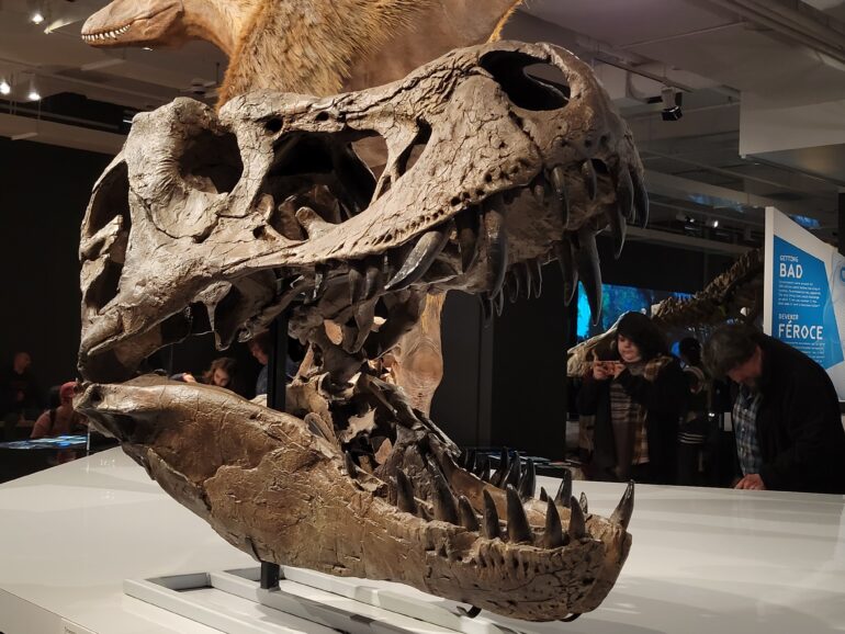 A cast of a T. rex skull is also available for visitors to see it outside the glass protection.