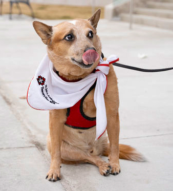 Pablo is a 10-year-old Australian Red Heeler rescue dog who visits people in need with Harper as a St. John Ambulance Therapy Dog.