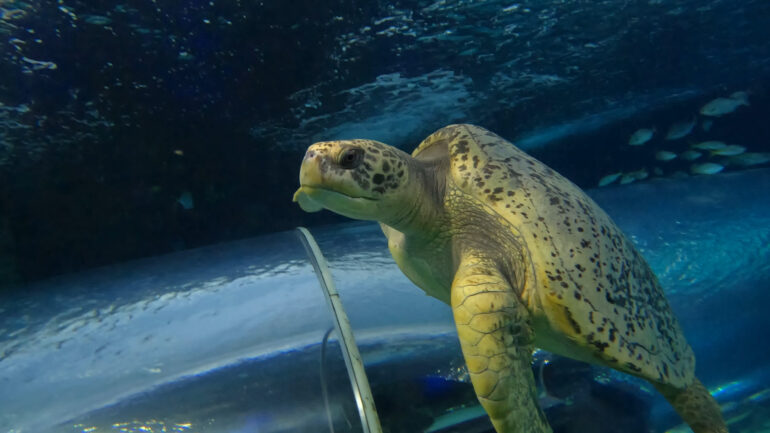 Schoona the green turtle joined Ripley's Aquarium in Toronto on April 3, 2023.