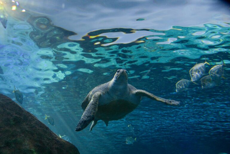 A green turtle swam in the Ripley's Aquarium in Toronto on April 5, 2023.