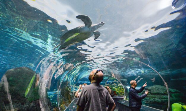 Ripley’s Aquarium houses its third endangered green sea turtle