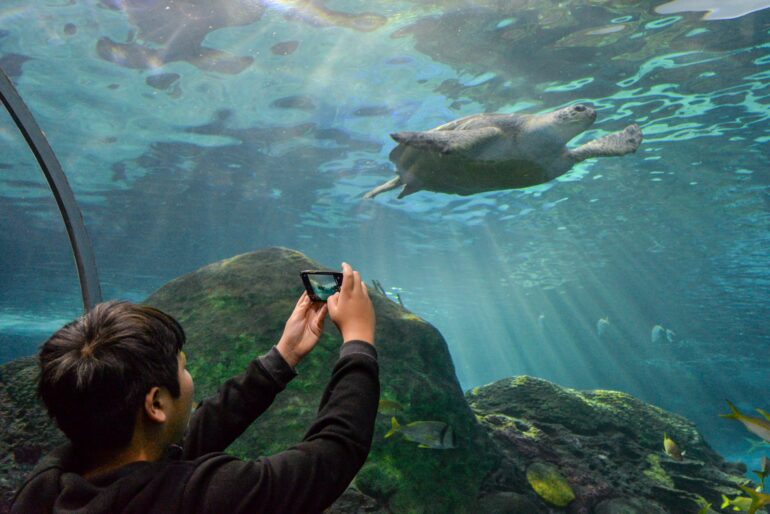A green turtle in Ripley's Aquarium greeted a visitor by waving its hand on April 5, 2023.