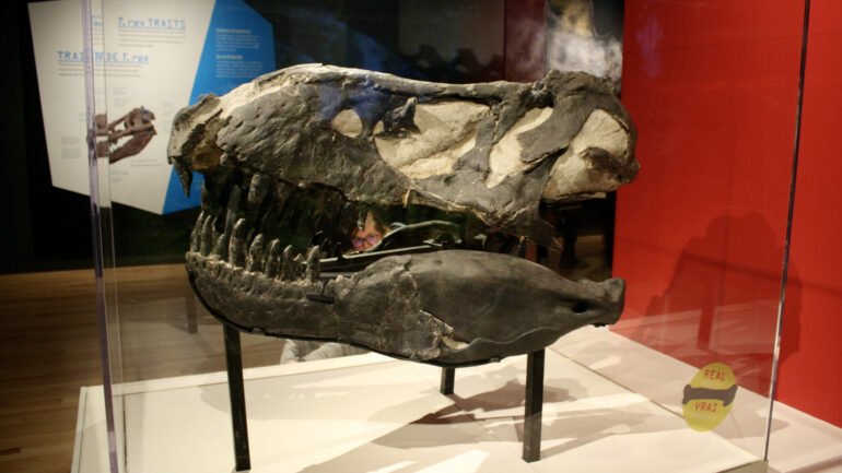 A real Tyrannosaurus skull fossil, with sections of its jaw being a replication