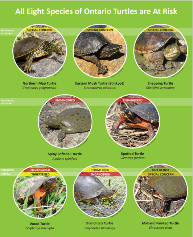 All turtle species native to Ontario are at risk due to human related issues, habitat loss, rogue mortality, poaching, and fishing by catch.