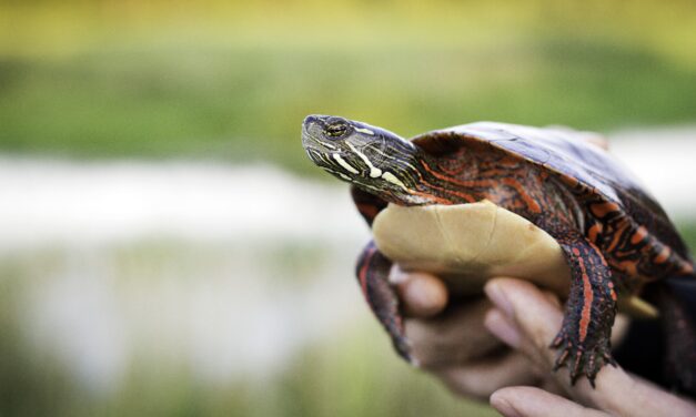 World Turtle Day highlights need to protect endangered turtles across Ontario